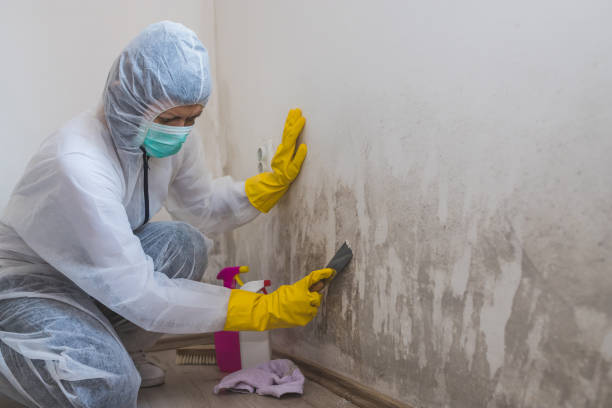 Best Attic Mold Remediation in Beckley, WV