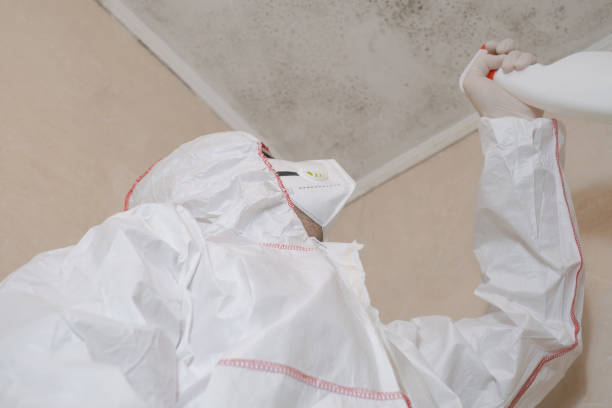 Best Kitchen Mold Remediation in Beckley, WV
