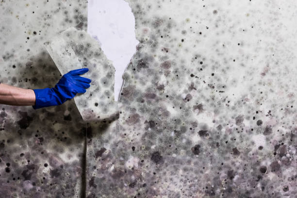 Best Residential Mold Remediation in Beckley, WV