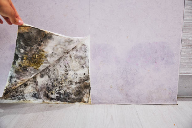 Professional Mold Remediation in Beckley, WV